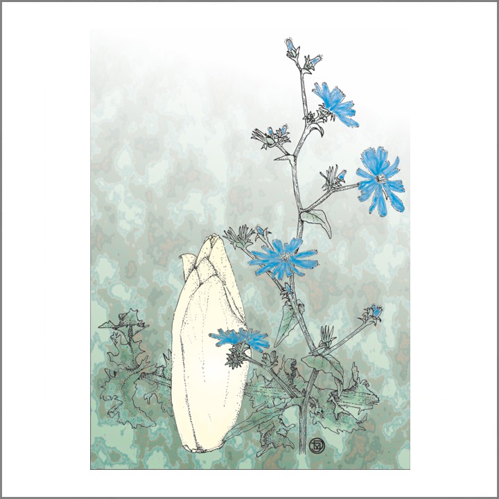 2013 Cichorei en witlof (96K)