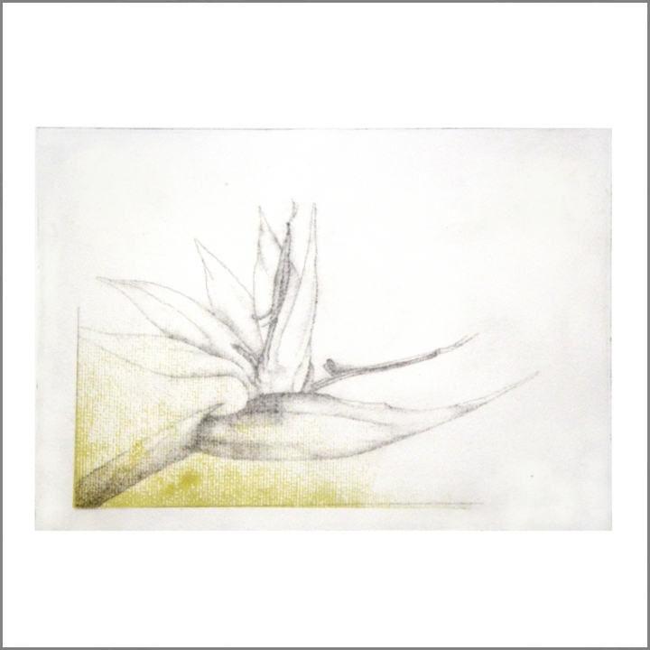 2018 Strelitzia (204K)